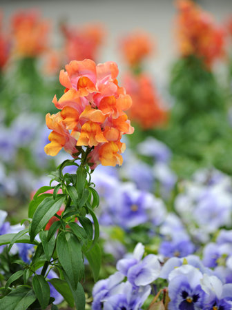 Antirrhinum majus (snapdragon) flower in parkの写真素材