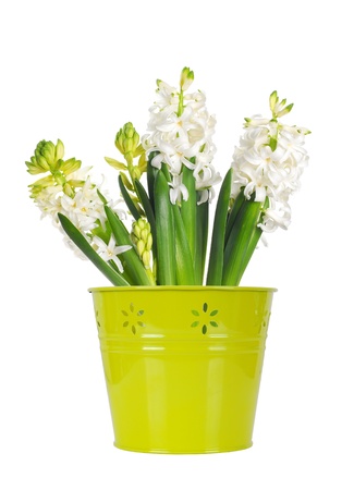 Beautiful white hyacinth flower in a green bucket, isolated on white backgroundの写真素材