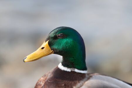 Portrait of a duck on a lakeの写真素材