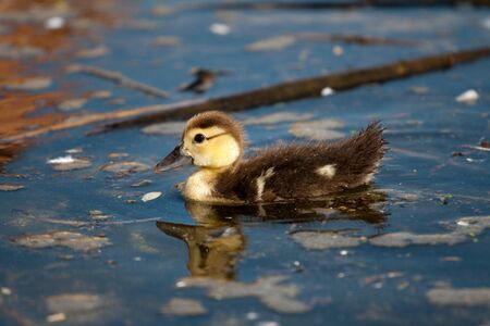 Small duck swimming on the riverの写真素材