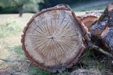 Broken tree with internal soul exposed