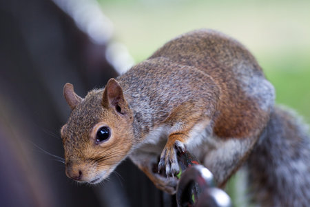 Grey squirrel shot taked in the wildlife