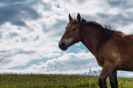 horse roaming freely in the mountの写真素材