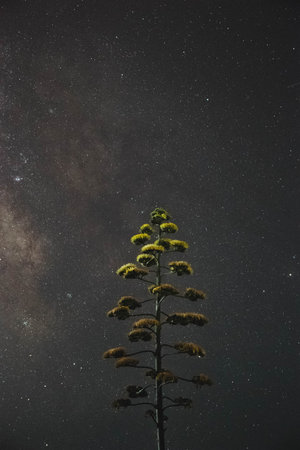 Long exposure of a tree in the night with the milky way in the background