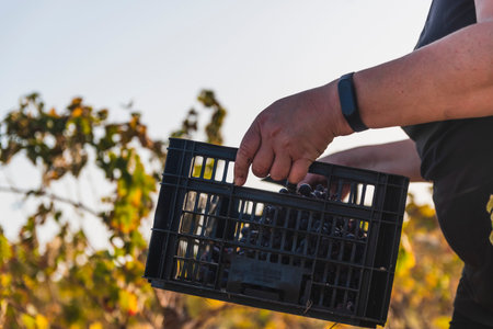 Person carrying a box full of grapes