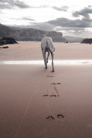 dog walks on the vast beach leaving behind a trail of footprints in the sandの写真素材