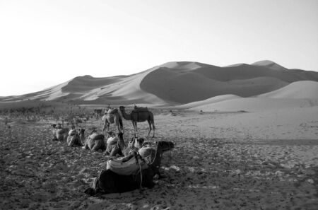 Camels resting in a desert in B/Wの写真素材