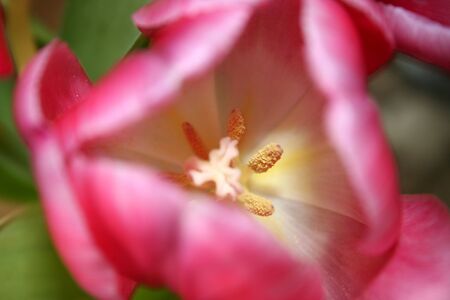 Inside of the pink tulipの写真素材
