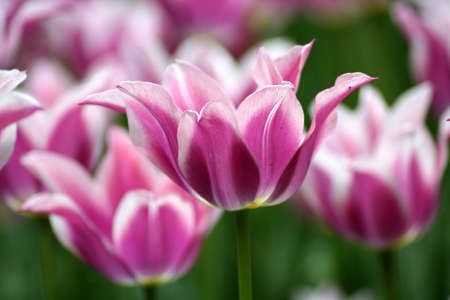 Close up of pink tulipの写真素材