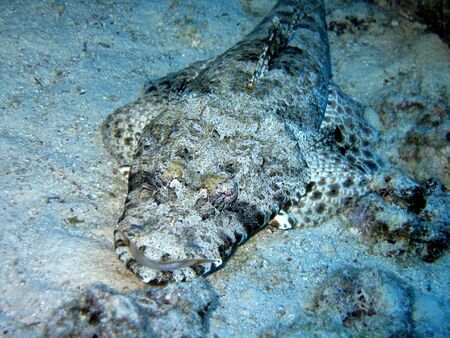 Crocodile fishの写真素材