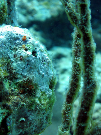 Secretary blennie in a brain coral