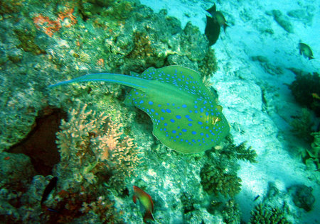 Stingray