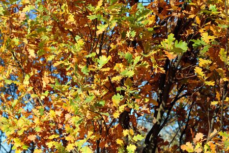 Beautiful autumn oak foliage full of natural coloursの写真素材