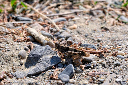 Grasshopperの写真素材