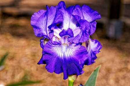 A beautiful iris