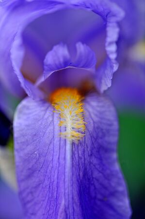A beautiful iris in a gardenの写真素材