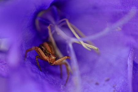A brown spider in a flowerの写真素材