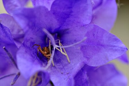 A brown spider in a flowerの写真素材