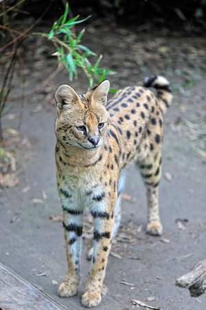 An ocelot cat looking for somethingの写真素材