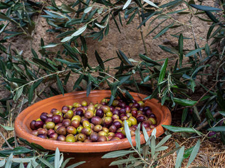 Olive branches and freshly picked olivesの写真素材