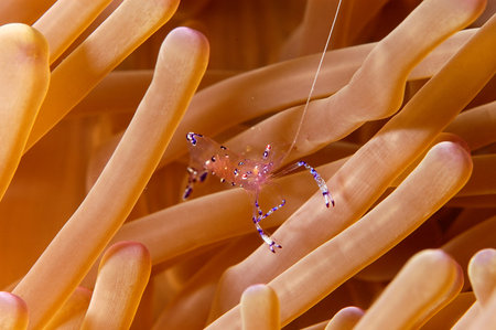 A picture of a beautiful Cleaner shrimp