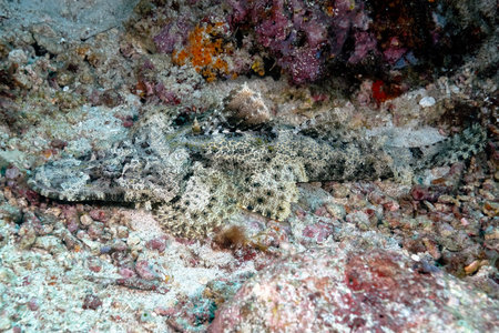 A picture of a crocodilefish resting on the bottom