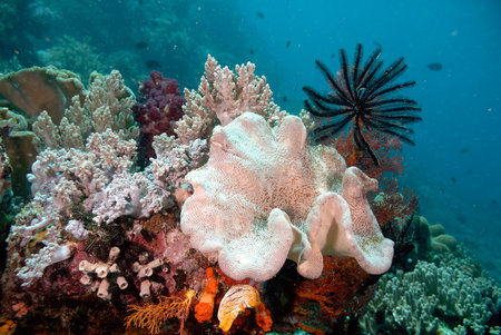 A picture of a beautiful and colored crinoid