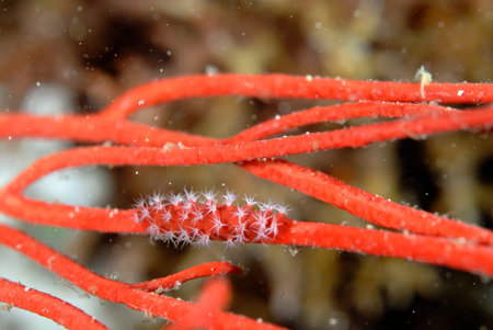 A picture of a beautiful spindle cowry on the coralの写真素材