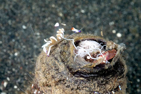A picture of a beautiful and transparent commensal shrimpの写真素材