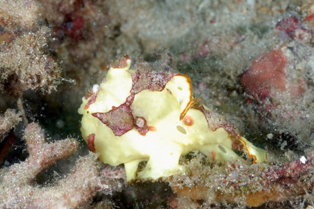 A picture of a colored frog fish on the bottom