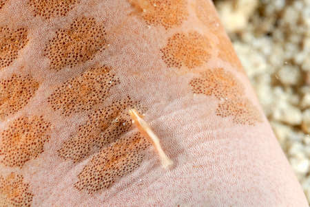 A picture of a beautiful starfish shrimpの写真素材