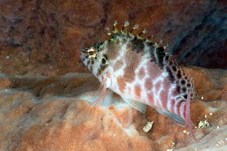 A picture of a beautiful and transparent commensal shrimpの写真素材