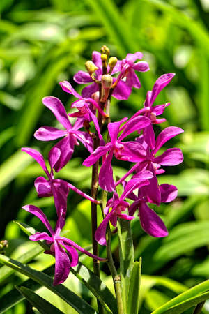 A picture of a colored beautiful orchidの写真素材