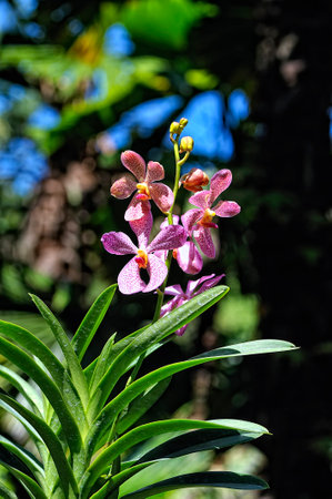 A picture of a colored beautiful orchidの写真素材