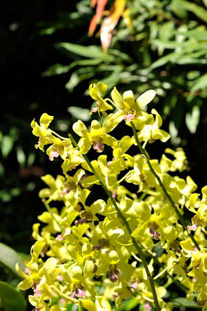 A picture of a colored beautiful orchidの写真素材