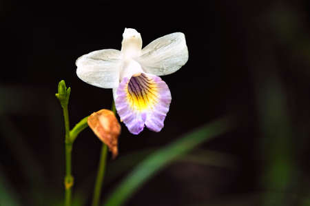 A picture of a colored beautiful orchidの写真素材