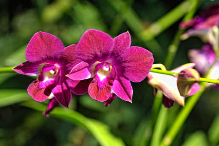 A picture of a colored beautiful orchidの写真素材
