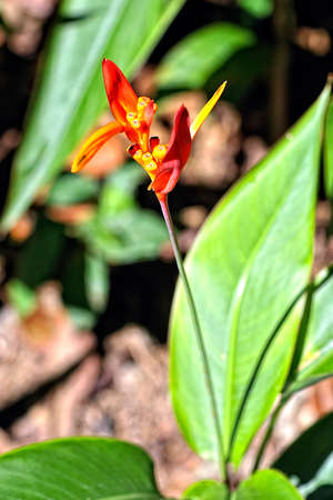A picture of a beautiful colorful flowerの写真素材