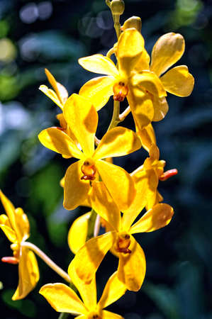 A picture of a colored beautiful orchidの写真素材