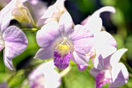 A picture of a colored beautiful orchidの写真素材