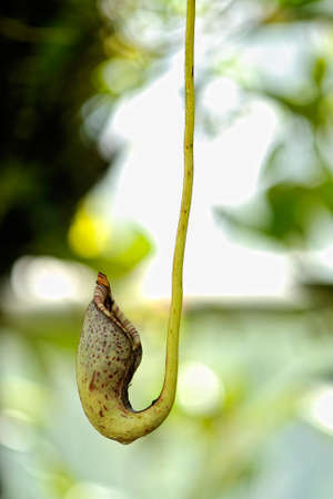 A picture of a beautiful and dangerous carnivorous plantの写真素材
