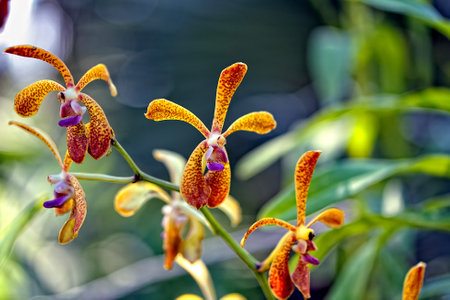 A picture of a colored beautiful orchidの写真素材