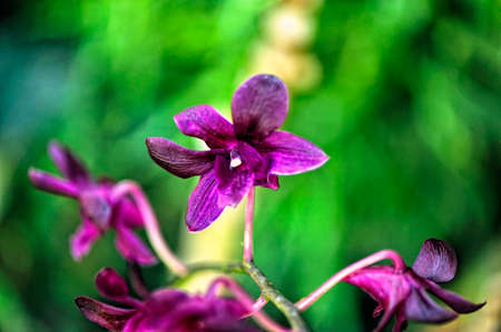 A picture of a colored beautiful orchidの写真素材