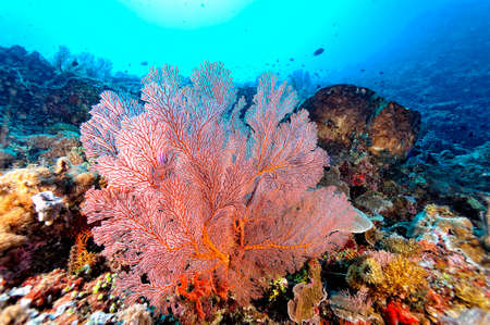 A beautiful picture of an healty coral reefの写真素材