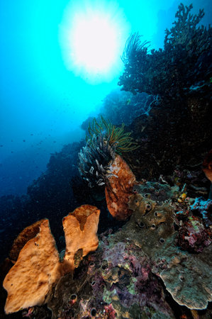 A beautiful picture of an healty coral reef