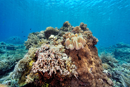 A beautiful picture of an healty coral reefの写真素材