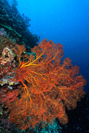A beautiful picture of an healty coral reefの写真素材