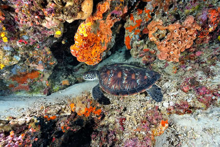 A picture of a lonely turtle in the seaの写真素材