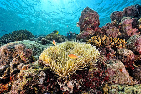 A beautiful picture of an healty coral reef
