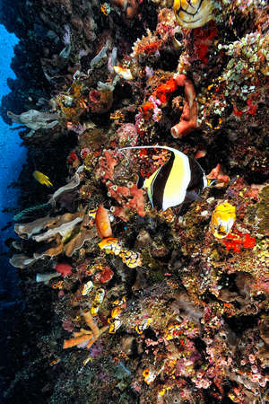 A beautiful picture of a longfin bannerfish in the coral reefの写真素材